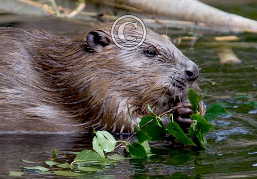 European Beaver 3 DMO252